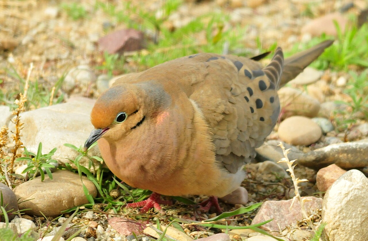 Doves vs Pigeons