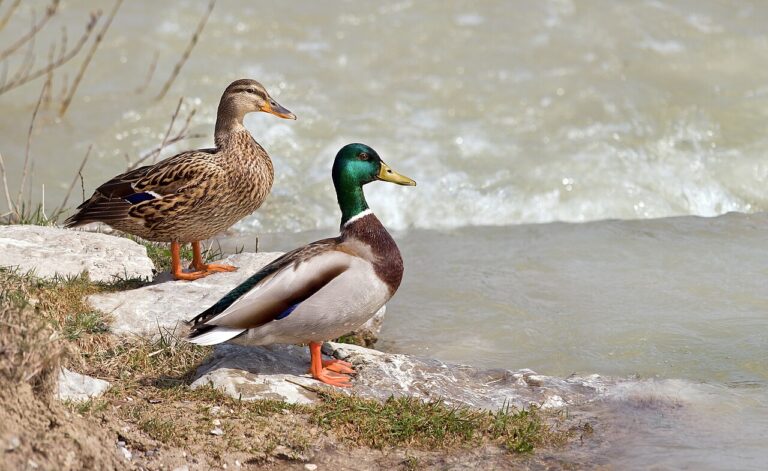 Types of Ducks: A Complete Guide