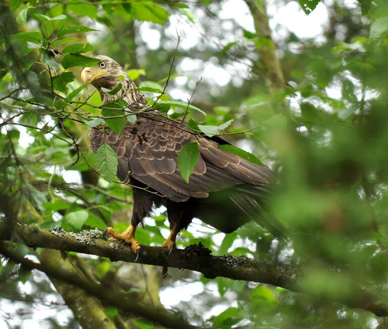 Types of Eagles: A Complete Guide