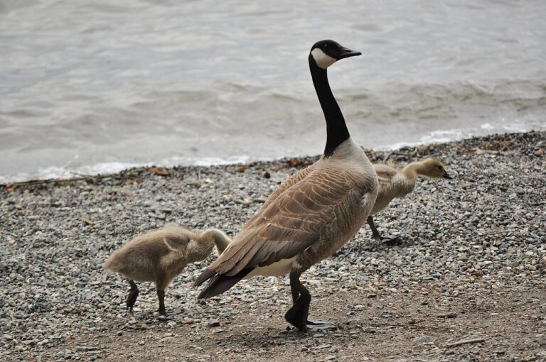 Types of Geese: A Complete Guide