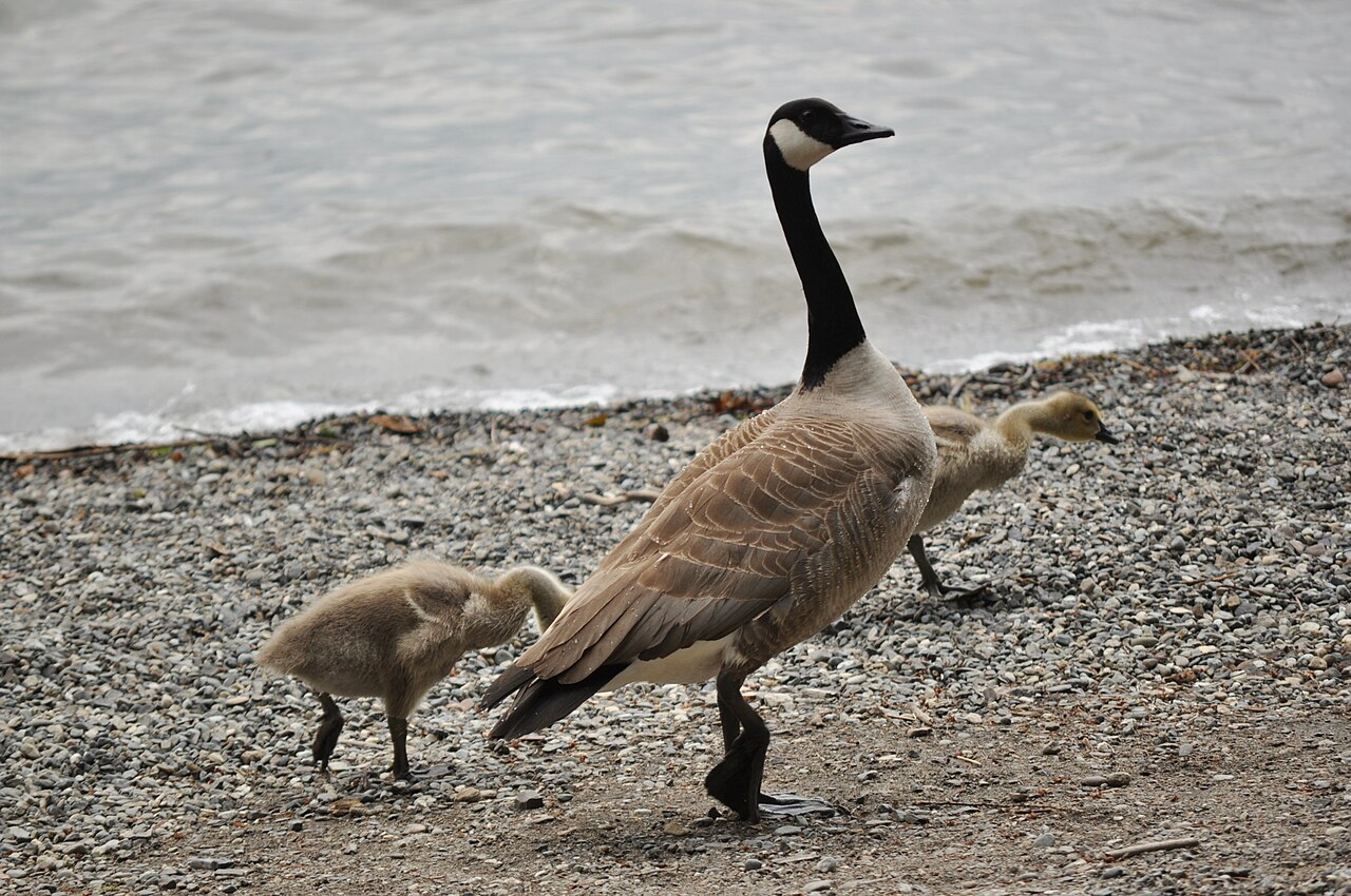 Types of Geese: A Complete Guide