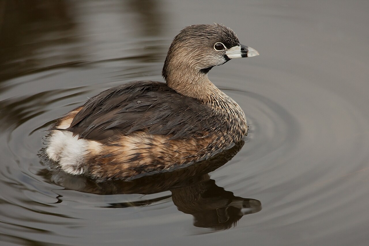 Types of Grebes: A Complete Guide
