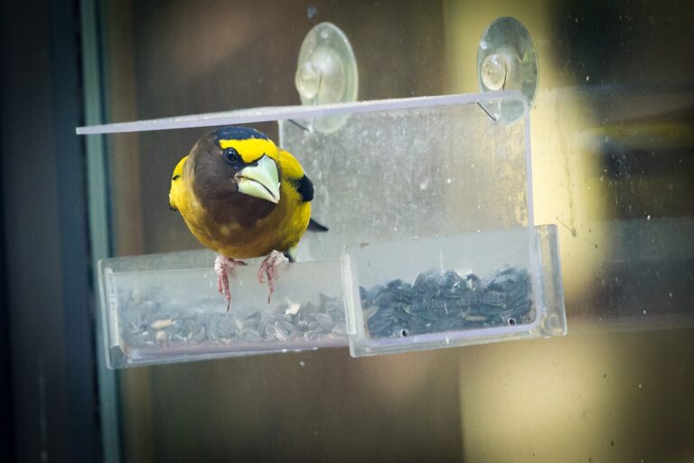 Types of Grosbeaks: A Complete Guide