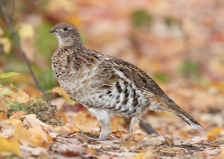 Types of Grouse: A Complete Guide