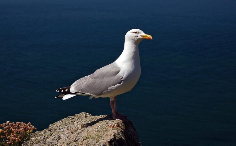 Types of Gulls: A Complete Guide
