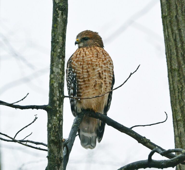 Types of Hawks in Alabama: A Complete Guide