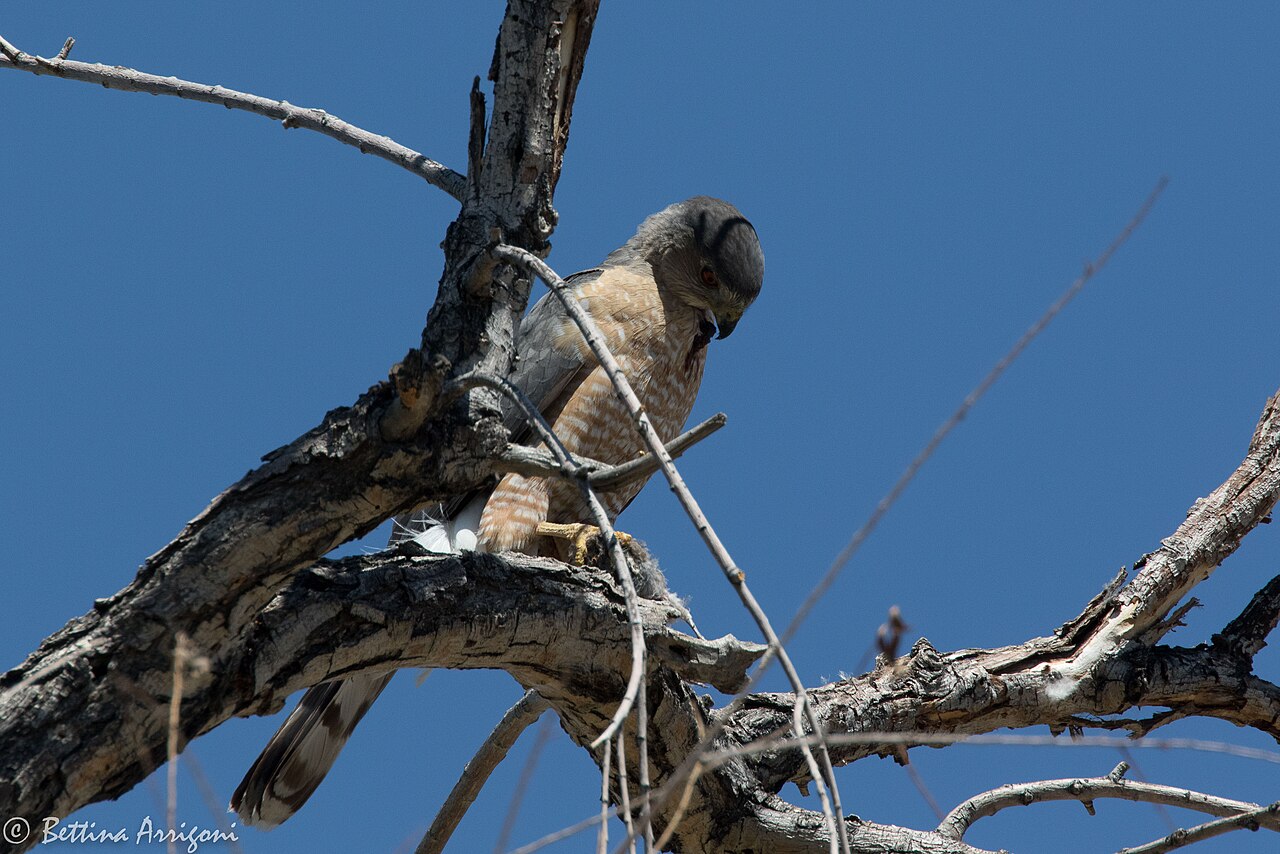 Types of Hawks in Michigan: A Complete Guide