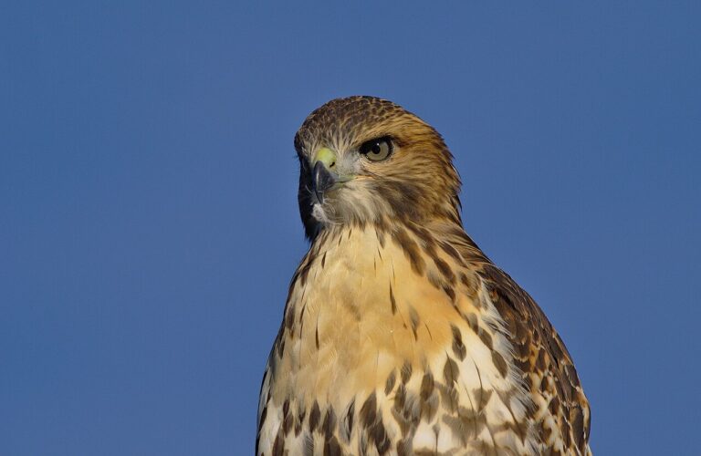 Types of Hawks in New York: Identification Guide