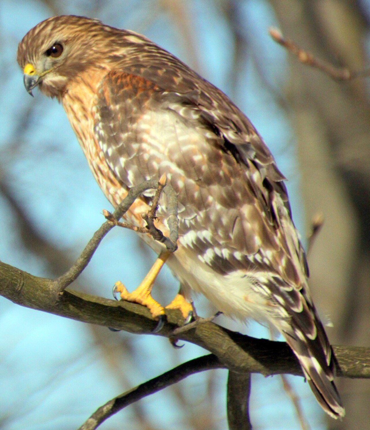 Types of Hawks in North Carolina: A Complete Guide