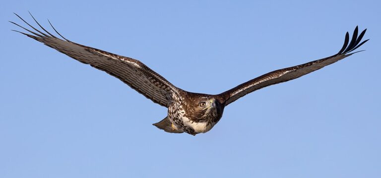 Types of Hawks in Ohio: A Complete Guide