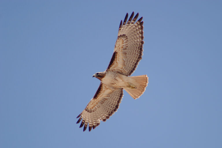Types of Hawks in Pennsylvania: A Complete Guide
