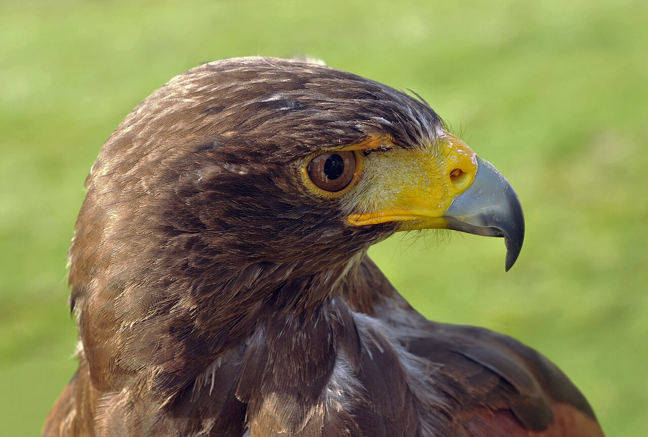 Types of Hawks in Texas: Identification Guide