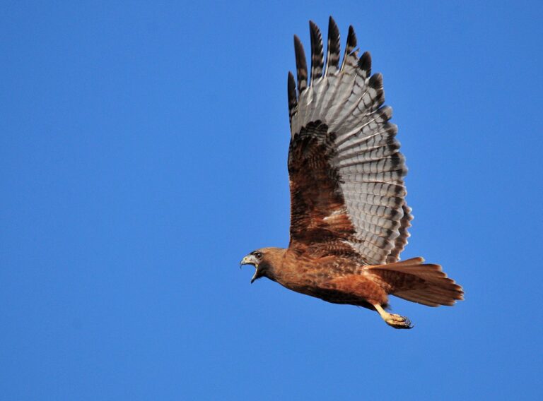 Types of Hawks in Virginia: A Complete Guide