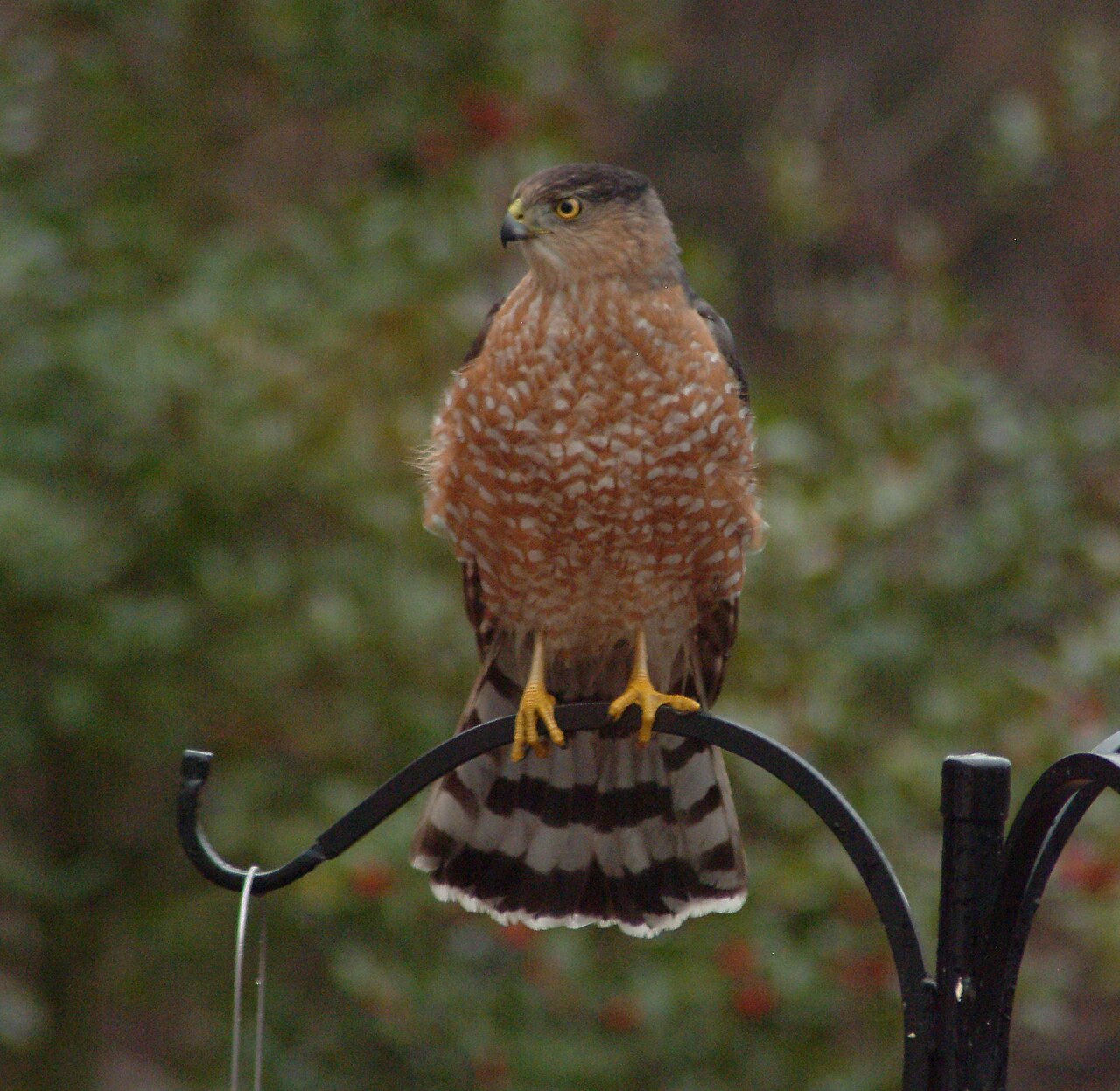 Hawks and Bird Feeders