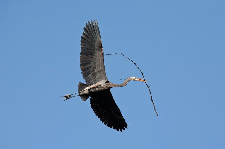 Types of Herons: A Complete Guide
