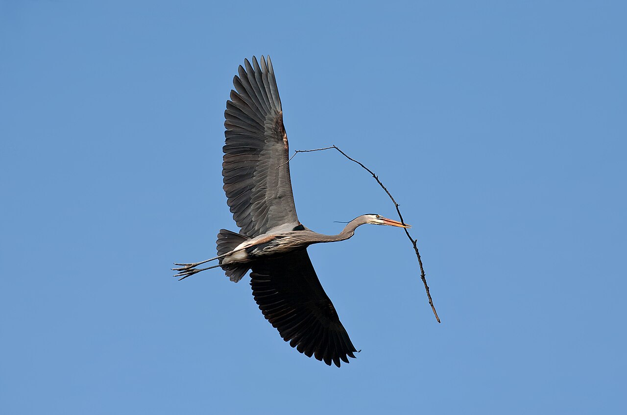 Types of Herons: A Complete Guide