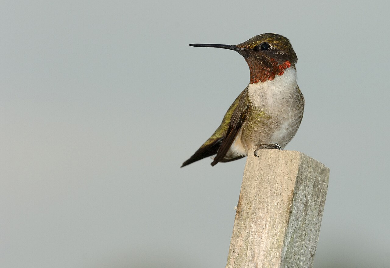 Types of Hummingbirds: A Complete Guide