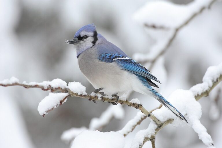 Types of Jays: A Complete Guide