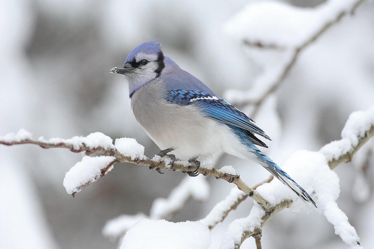 Types of Jays: A Complete Guide