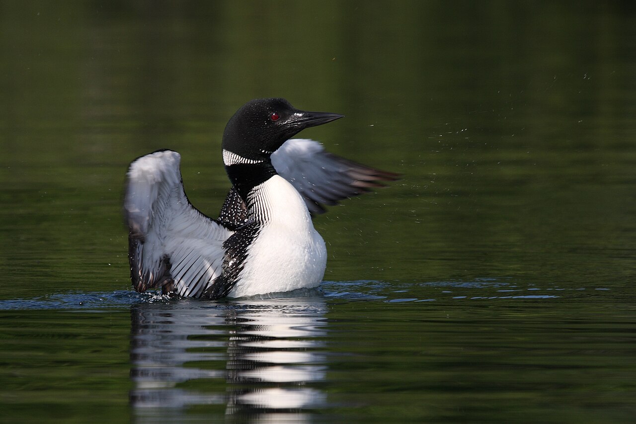 Types of Loons: A Complete Guide