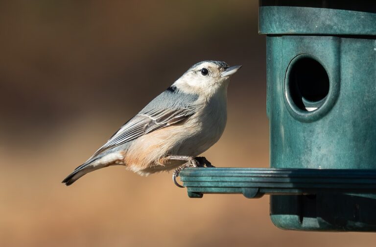 Types of Nuthatches: A Complete Guide