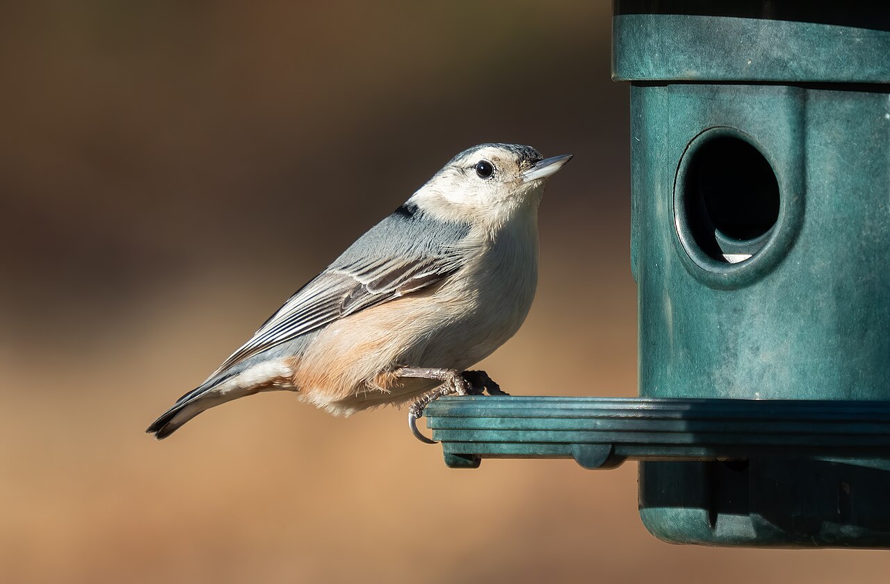 Types of Nuthatches: A Complete Guide