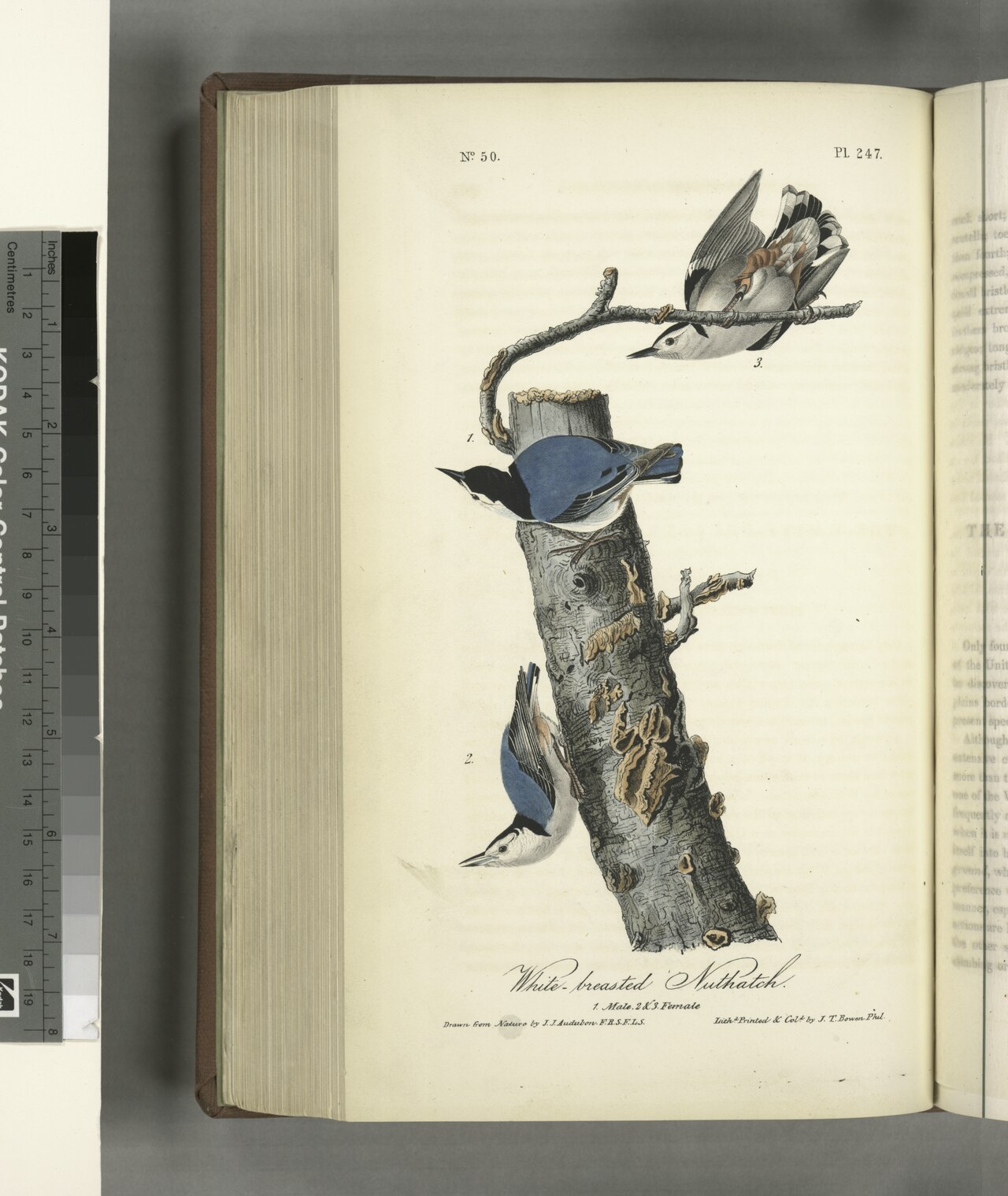 Nuthatches and Woodpeckers Compared