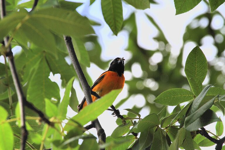 Types of Orioles: A Complete Guide