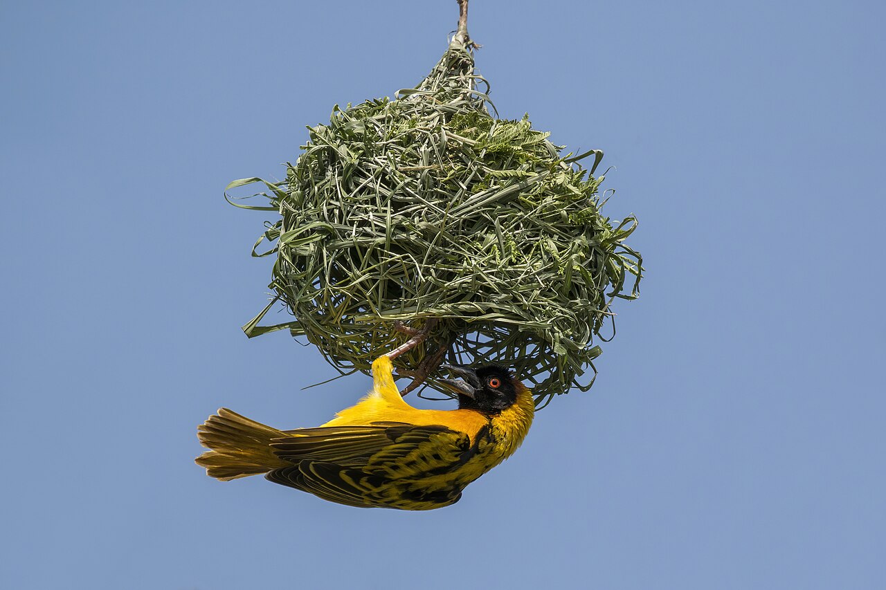 The Oriole's Woven Nest