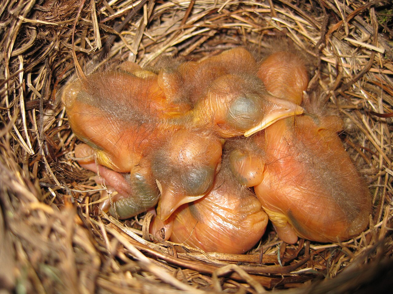Female and Young Orioles