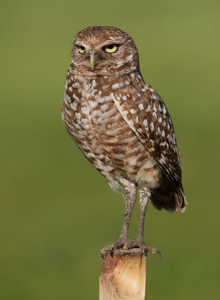 Types of Owls in California: Identification Guide