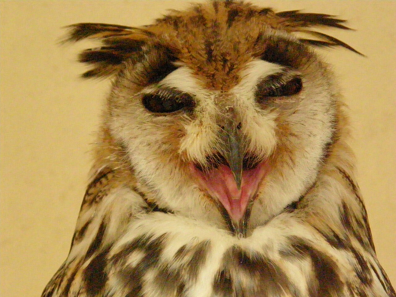 The Barred Owl, Florida's Most Vocal Owl