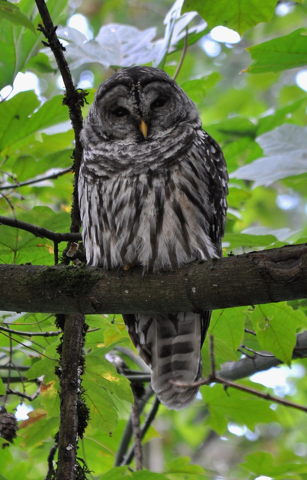 Types of Owls in Georgia: A Complete Guide