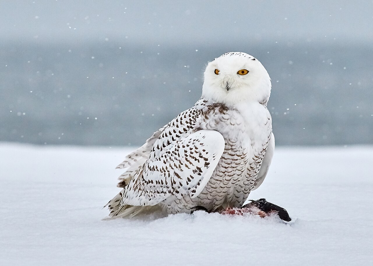 Snowy Owls in Winter