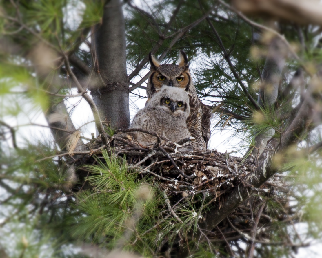Types of Owls in Pennsylvania: A Complete Guide