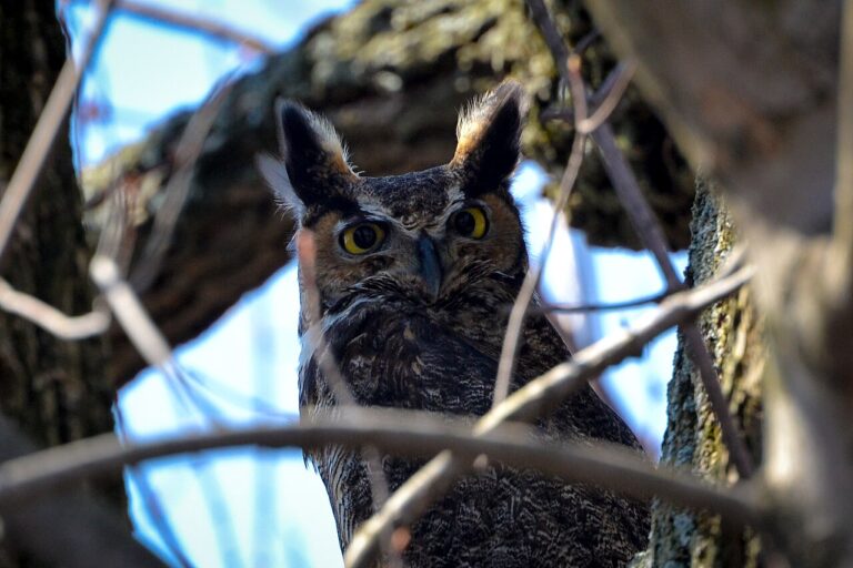Types of Owls in Virginia: A Complete Guide