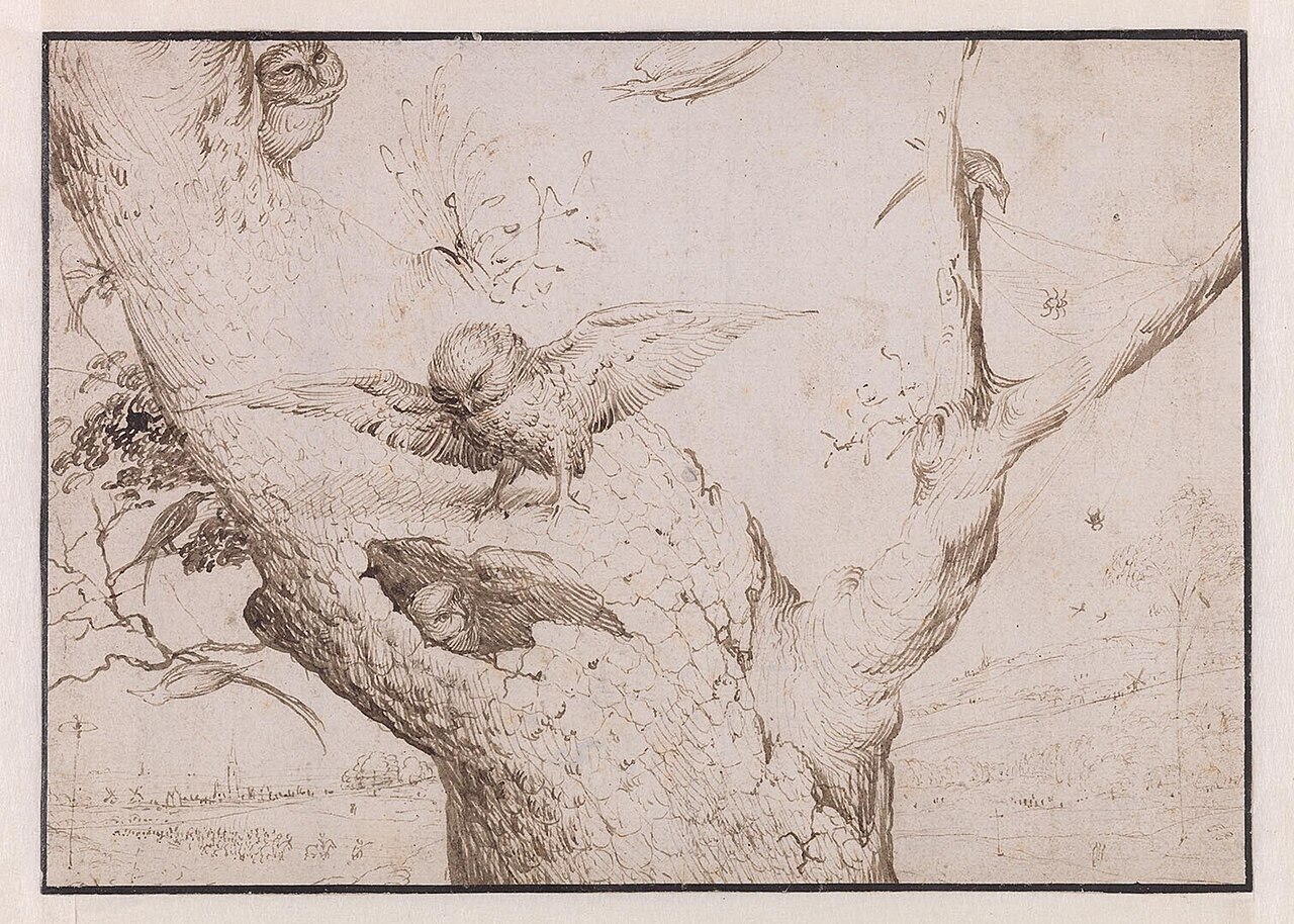 Owl Nesting and Young