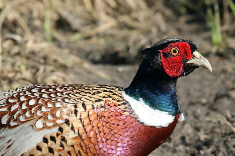 Types of Pheasants: A Complete Guide