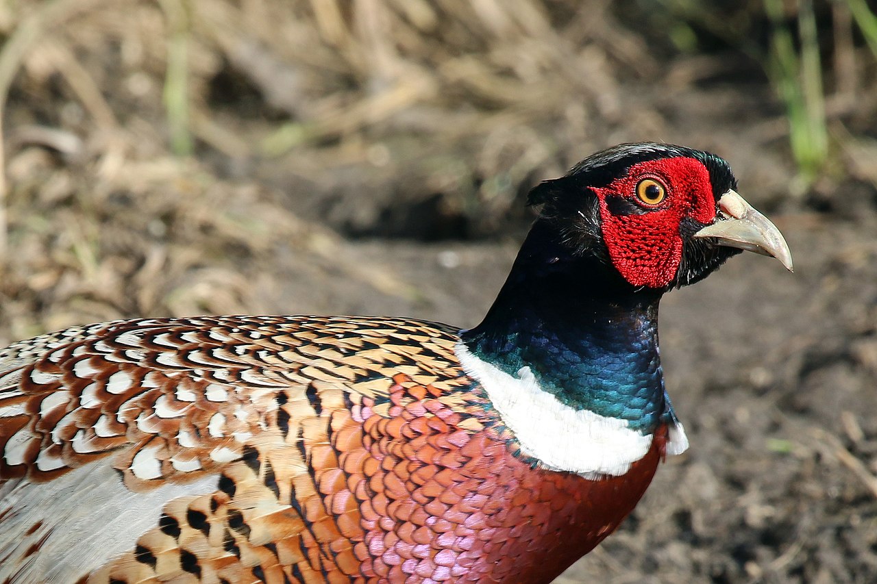 Types of Pheasants: A Complete Guide