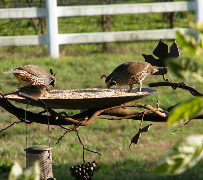 Types of Quail: A Complete Guide