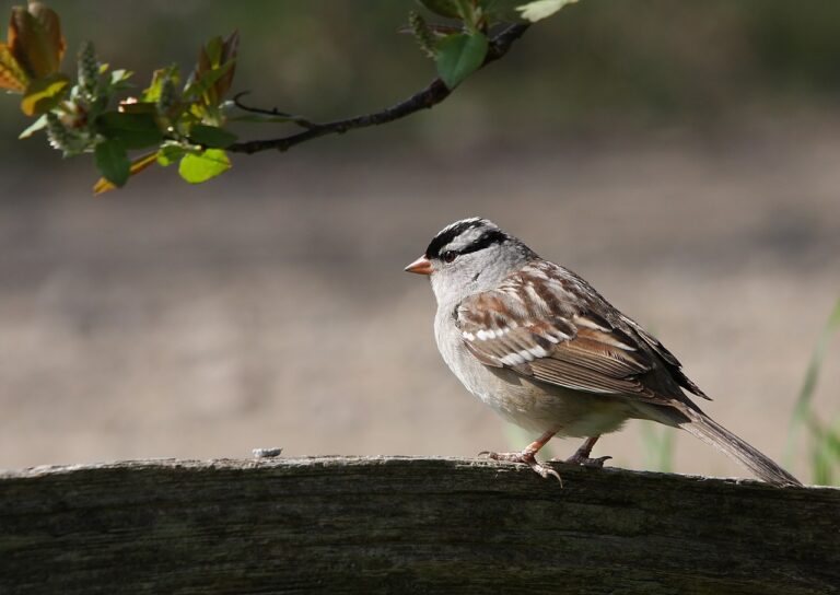 Types of Sparrows: A Complete Guide