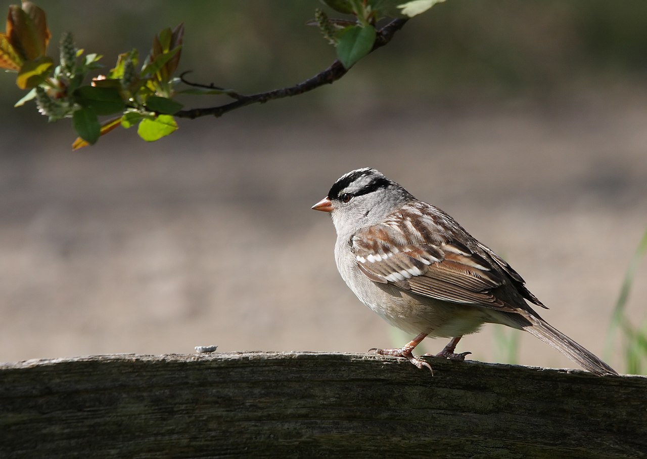 Types of Sparrows: A Complete Guide