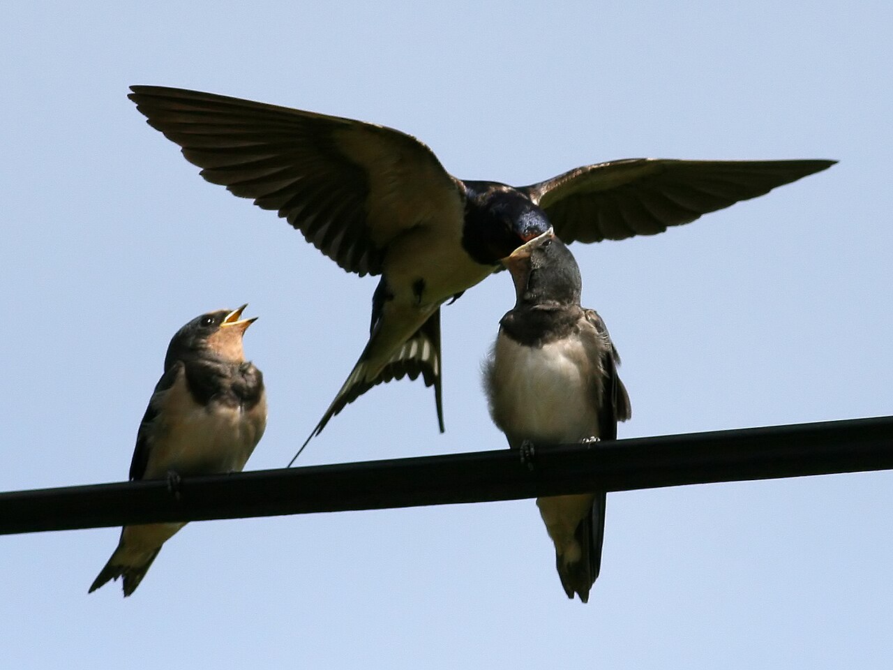 Types of Swallows: A Complete Guide