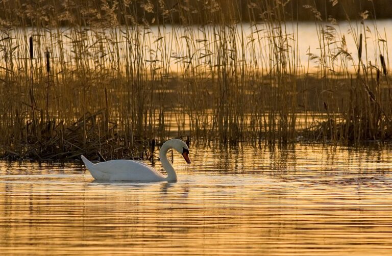 Types of Swans: A Complete Guide