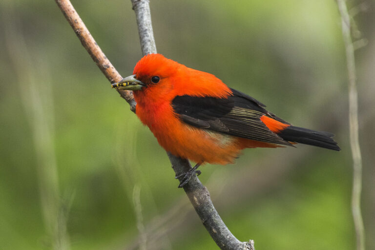 Types of Tanagers: A Complete Guide