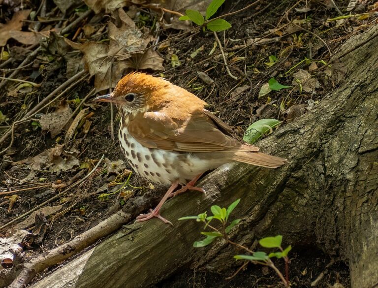 Types of Thrushes: A Complete Guide