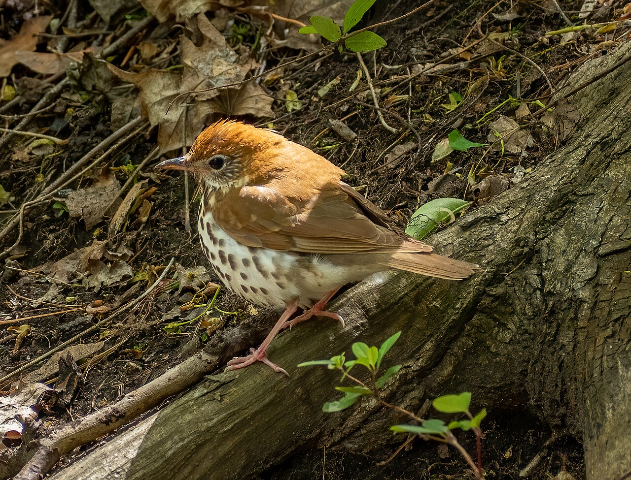 Types of Thrushes: A Complete Guide