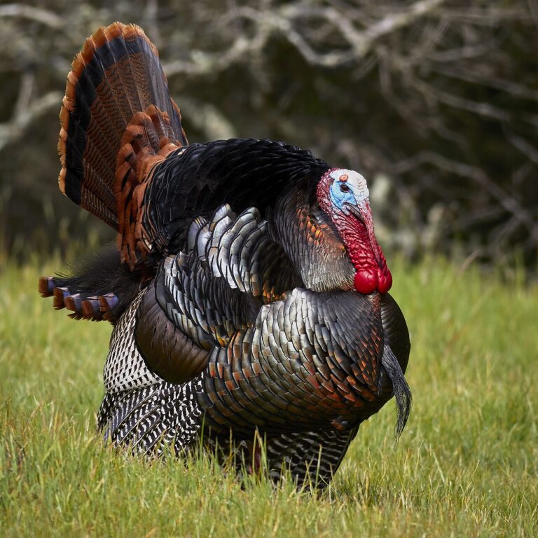 Types of Turkeys: A Complete Guide