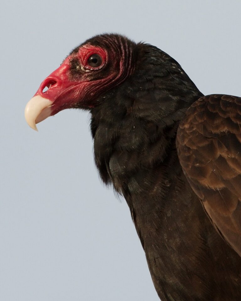Types of Vultures: A Complete Guide