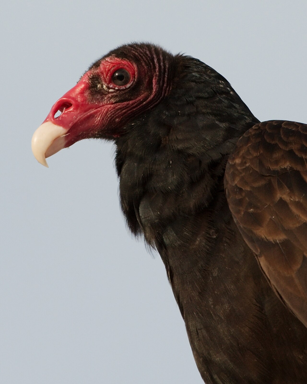 Types of Vultures: A Complete Guide